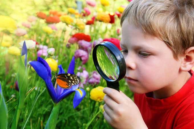 waarom je insecten in je tuin zou moeten aanmoedigen